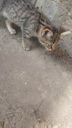 знакомство с кисей тв