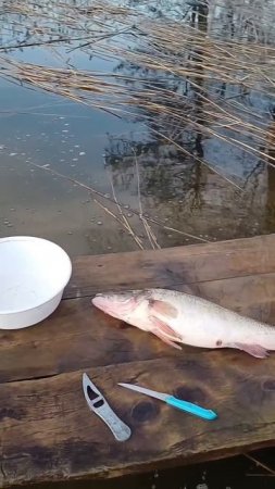 Ловим судака 🎣