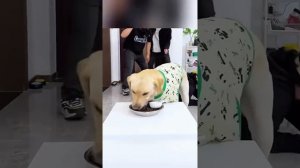 Приколы  с животными и не только