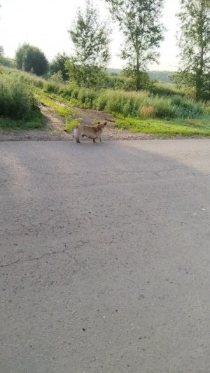 неожидано пёс