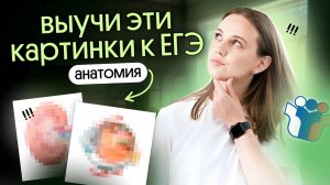 ✅ САМЫЕ ВАЖНЫЕ картинки АНАТОМИИ для ЕГЭ по биологии 2026