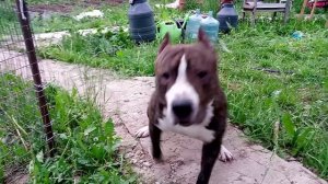 амстафф кусают комары 20250603