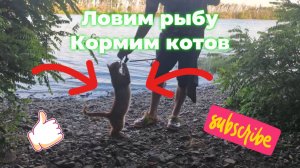 Рыбалка. Река Дон. Кормим котов #рыбалка #рыбалканафидер #топ #рекомендации #рек #мормышинг