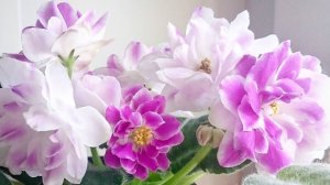 Фитильный полив- находка для фиалок, быстрее растут, хорошо цветут.