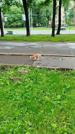 Сеня загулял 😁