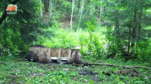 👀 Продолжаем вместе с вами при помощи фотоловушек наблюдать за Великолепной Пятеркой