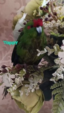 попугай какарик