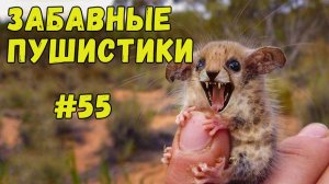 Я РЖАЛ ДО СЛЕЗ 😹 СМЕШНЫЕ КОШКИ И СОБАКИ  СМЕШНЫЕ ЖИВОТНЫЕ 2025 😹 ЛУЧШИЕ ПРИКОЛЫ #55