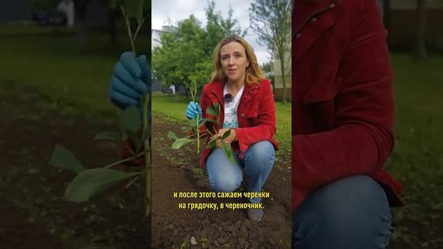Покупаете пионы? А их легко вырастить бесплатно – из черенков! Как размножить пионы