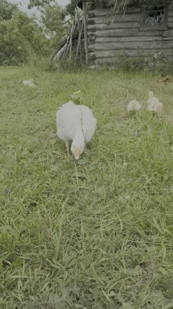 Гусь не пускает к своим гусятам