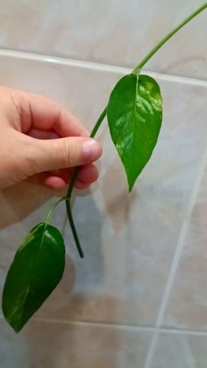 Срезы ✂️🌿#Авито