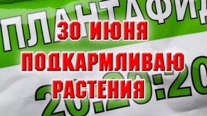 30 июня. Докосила свой участок, подкармливаю растения