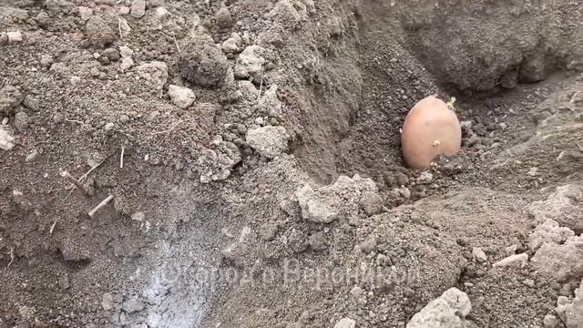 🥔🌟 КИНЬТЕ В ЛУНКУ ПРИ ПОСАДКЕ КАРТОФЕЛЯ ВЕСНОЙ! КАРТОШКА БУДЕТ КРУПНАЯ, А ПРОВОЛОЧНИК ИСЧЕЗНЕТ! 🌟