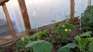 Онуфриево. Будущий урожай.