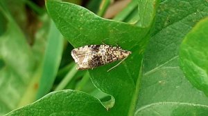 листовертка земляничная почковая (Syricoris lacunana)