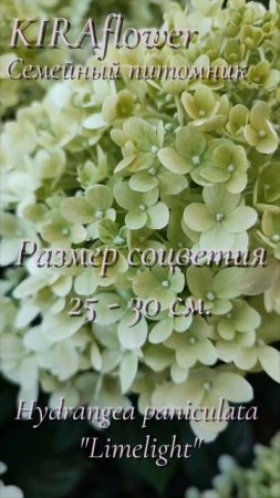 Гортензия Лайм Лайт