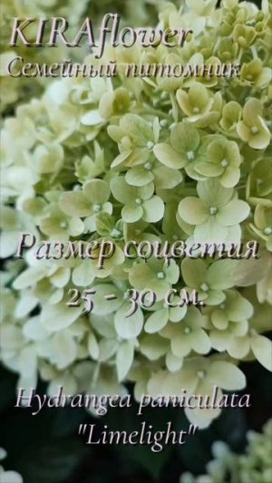 Гортензия Лайм Лайт