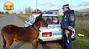 ВИДЕОПРИКОЛЫ ДЛЯ ВЗРОСЛЫХ \ СМЕШНЫЕ ПРИКОЛЫ \ ЛУЧШИЕ ПРИКОЛЫ 2025 | ПРИКОЛЫ 2025 | СВЕЖИЕ ПРИКОЛЫ