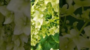 Дневная прогулка (1 июля)