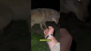 Животные приколы и не только