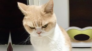 Приколы с котами! Смешные коты - Самые смешные животные С ОЗВУЧКОЙ! Ржака!!