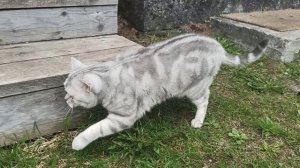 Первый выезд кота на дачу)