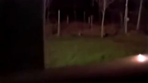 Странное существо за окном перебегает двор
