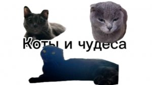 Мини фильм "Коты и чудеса"