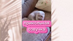 Кошки с озвучкой.