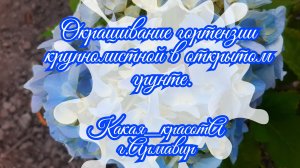 Я покрасила крупнолистную гортензию в открытом грунте.30.06.25