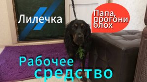 Избавляем собаку от блох народным методом
