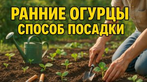 Ранние огурцы без хлопот: проверенный способ посадки!
