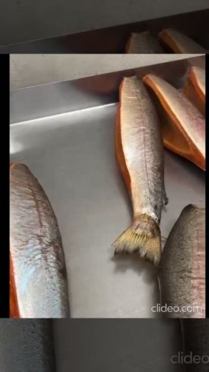 БАЛЫК ФОРЕЛИ