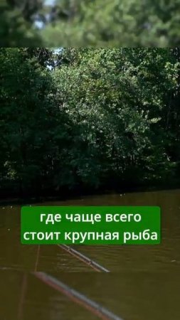 КАК ЛОВИТЬ В КОРЯГАХ?! ТРОФЕЙ ВО ВРЕМЯ ОБУЧЕНИЯ  #fishing #norstream #спиннинг #щука