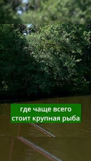 КАК ЛОВИТЬ В КОРЯГАХ?! ТРОФЕЙ ВО ВРЕМЯ ОБУЧЕНИЯ  #fishing #norstream #спиннинг #щука