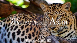 Животные Азии HD - Живописный Фильм о дикой природе с успокаивающей Музыкой