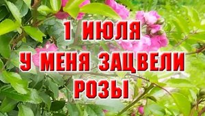 1 июля. У меня зацвели розы
