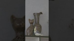 Приключения попугая Степана и его друга Яши