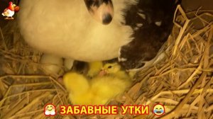 Забавные утки мускусные и пекинские на свободном выгуле ч.(109) ❣️🤗😂