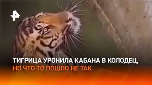 Тигрица плюхнулась в колодец, вслед за добычей-кабаном — спасение животных в Индии