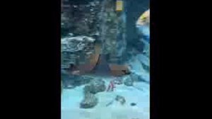 Скат