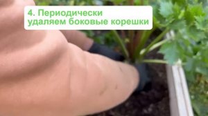 Выращивание корневого сельдерея от посева до формирования клубней