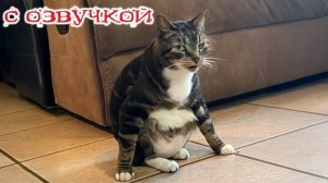 Приколы с котами! С ОЗВУЧКОЙ! Самые смешные животные! Смешные видео с котами!
