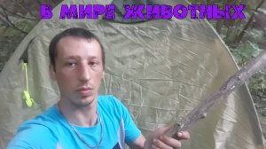 В мире животных