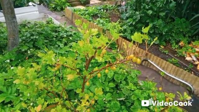 Крыжовник. Рынок вздрогнет