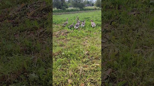 Деревенские хлопоты. Гуси на прогулке