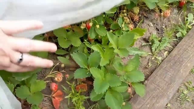 Вот паразиты, да?)))