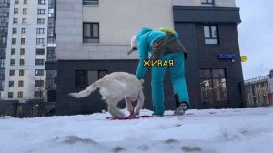 Фрагмент урока из курса "Чем заняться с собакой дома?"