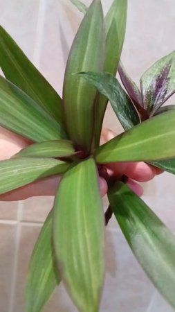 Срезы в водичку ✂️🌿#Авито