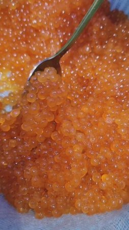 Алый жемчуг! Супер вкусная икра горбуши!❤️💯💥😋🐟#nastikae #fishing #redcaviar